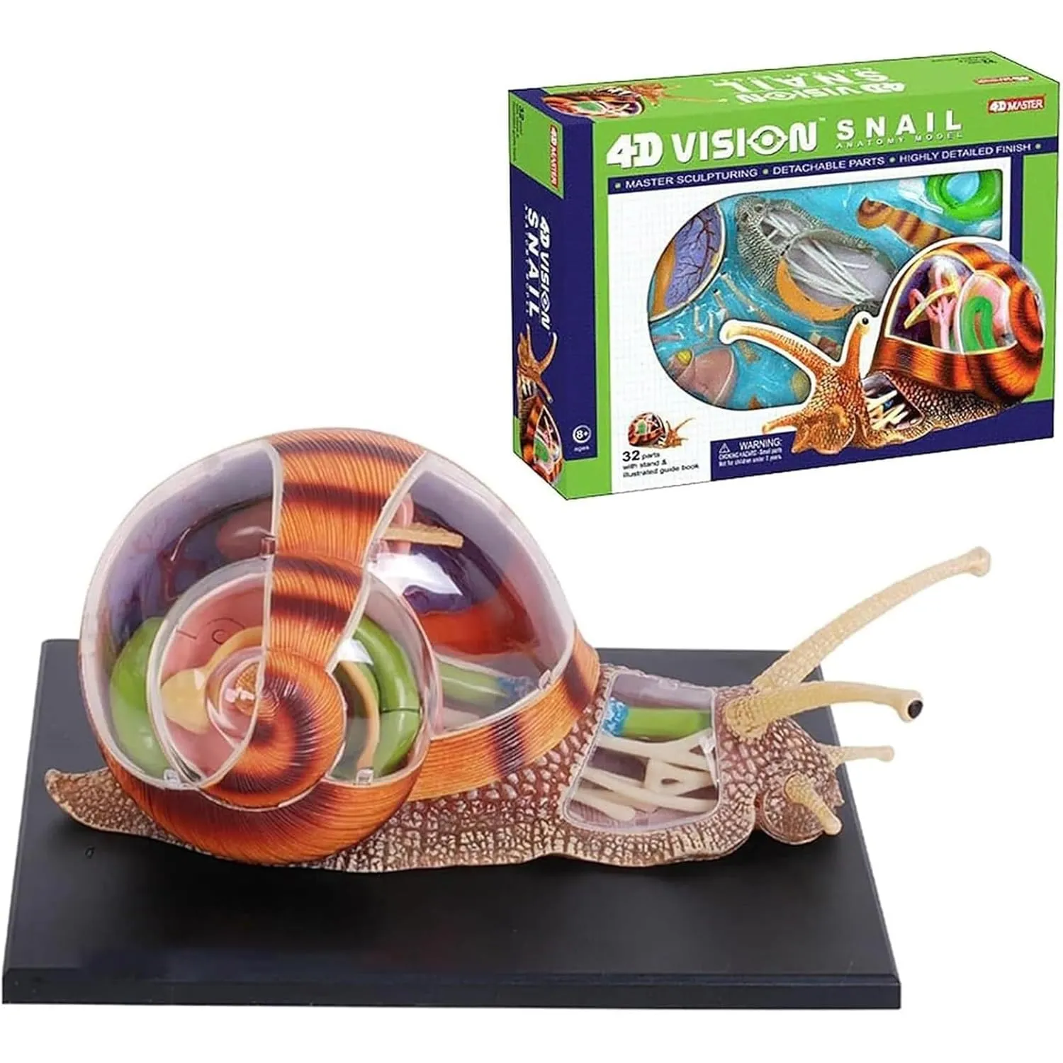 4D Vision Snails Anatomy Model, Simulation Puzzle Assembly Toy, 32 Bodies and Detachable Parts of The Model for Teaching Biology Animal to School