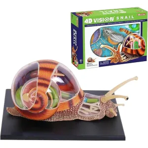 4D Vision Snails Anatomy Model, Simulation Puzzle Assembly Toy, 32 Bodies and Detachable Parts of The Model for Teaching Biology Animal to School