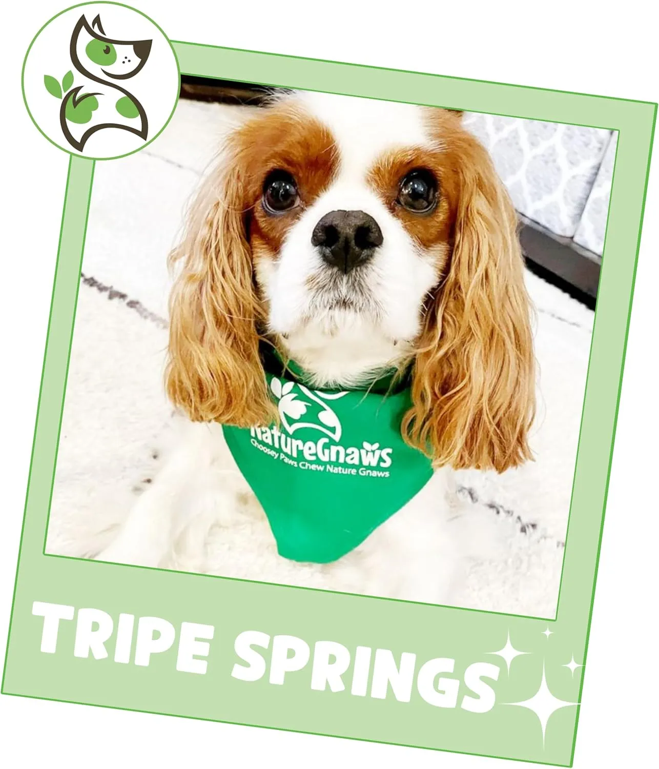 Nature Gnaws Tripe Twist Springs for Dogs - Premium Natural Beef Dog Treats - Simple Single Ingredient Crunchy Dog Chews - Training Reward - 8 Inch 10 Count