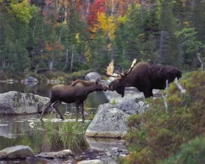 Puzzles for Adult 1000 Piece Jigsaw Puzzle Kissing Moose Wilderness Wildlife Deer School Supplies Challenge Puzzle Intellective Educational Toy Wooden Puzzles Props Kid DIY Unzip Game