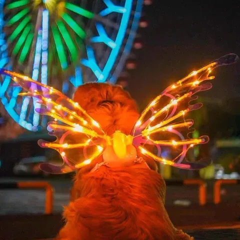 RoyaleGlow Electric Colorful Kids Adults LED Fairy Wings Costume