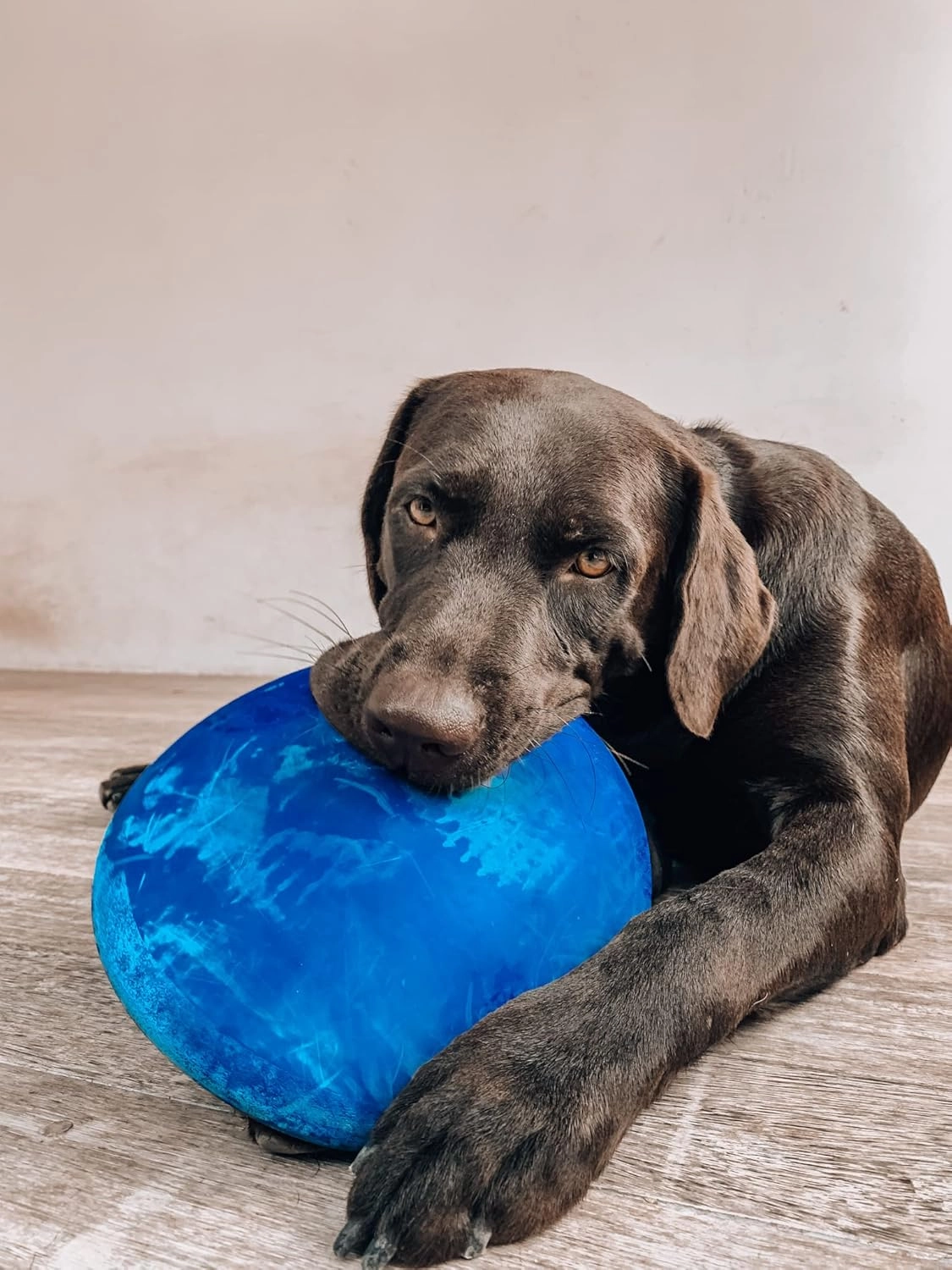 SuperChewy Tough Flying Disc Toy | Lifetime Replacement | Strong Natural Rubber | Great Dog Fetch Toys | Rubber Disc Toy for Dogs | Ultra Durable Chew Toys for Aggressive Chewers | for All Breeds