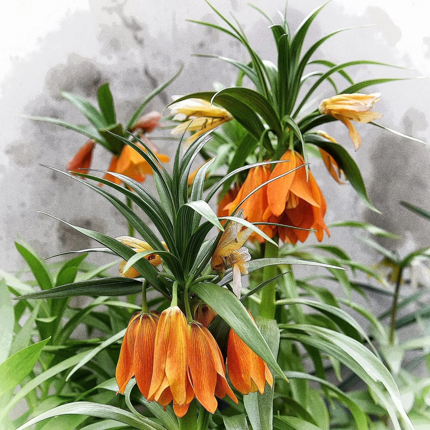 Wooden Puzzles Orange Alpine Flowers 500 Piece Jigsaw Puzzle Adult Jigsaw Puzzles Fun and Challenging Positive Thinking Party Entertainment Perfect Family Puzzles